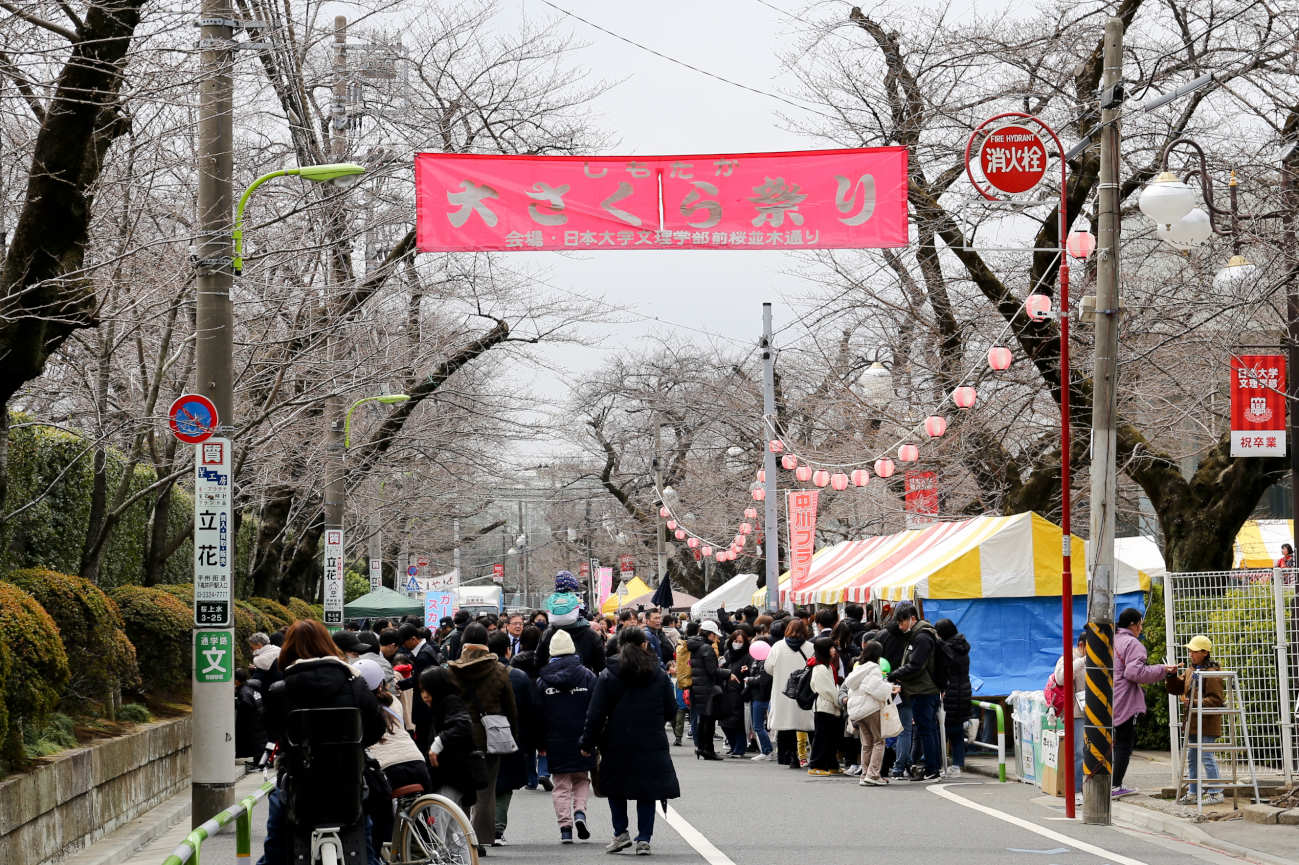下高井戸の桜祭り しもたか大さくら祭り2024