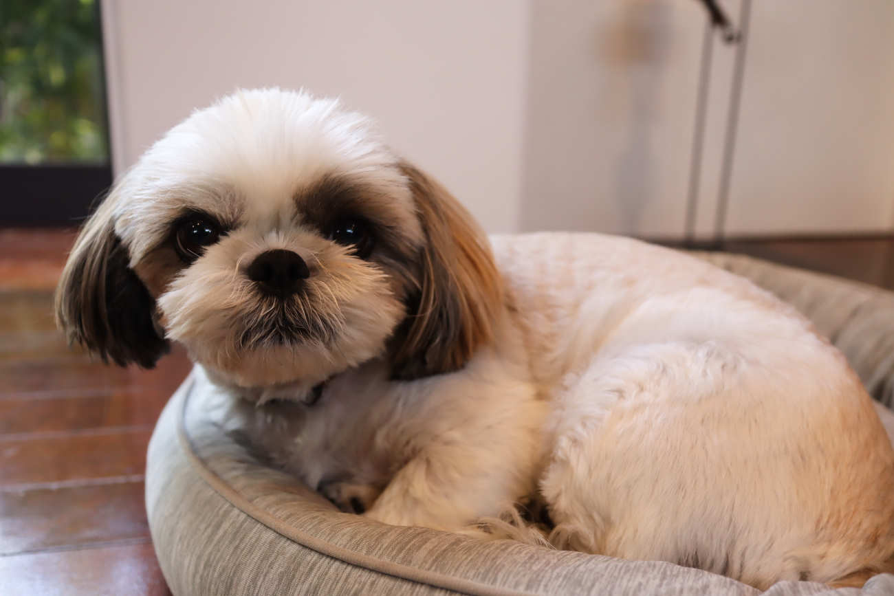 下高井戸 CAFE VERDEの看板犬ポンちゃん