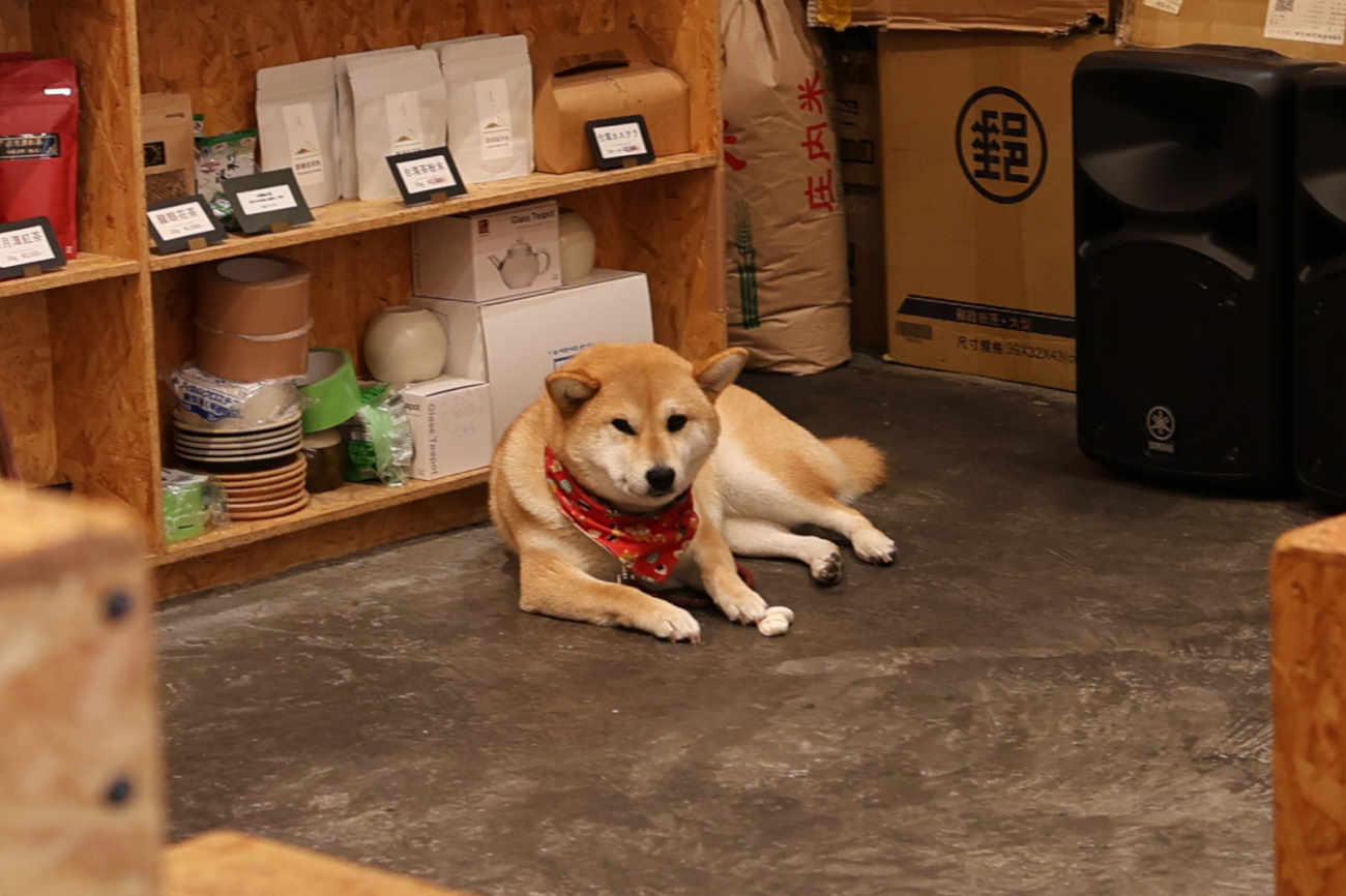 台湾カフェMEILIの看板犬「豆花さん」