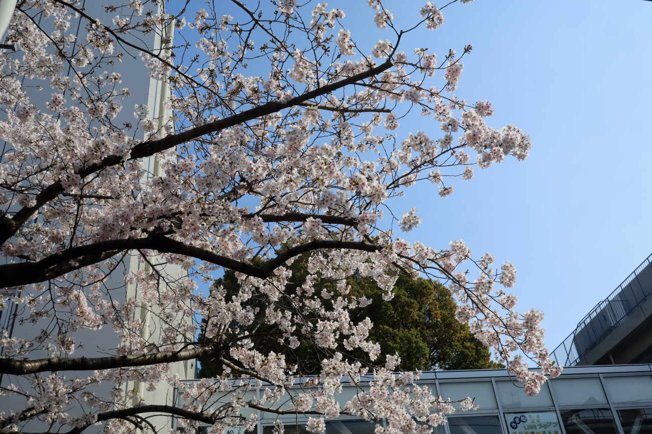 しもたか大さくら祭り2026の桜