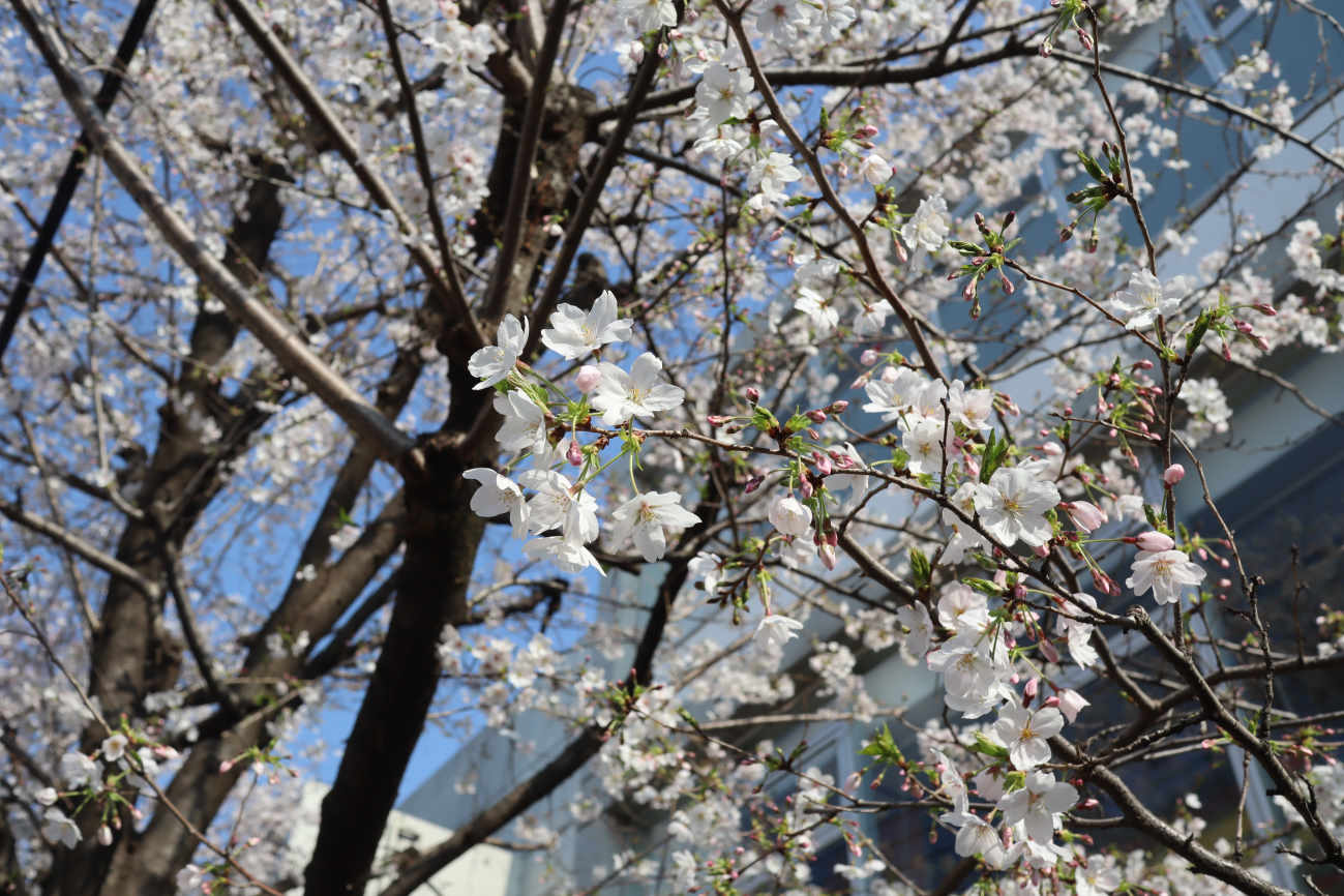 しもたか大さくら祭り2026の桜 アップ
